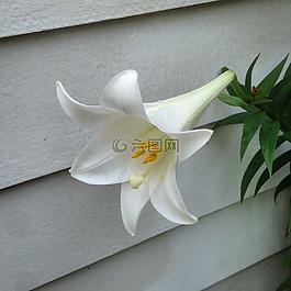 百合,复活节百合,花