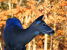 鹿,野生動物,動物
