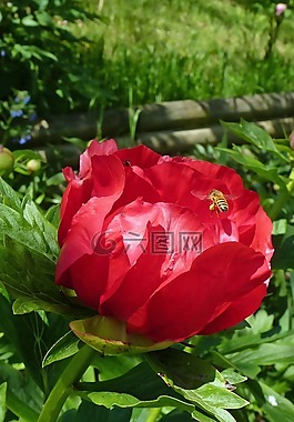 花,牡丹,開花