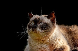 英国短毛猫,纯种,毛皮