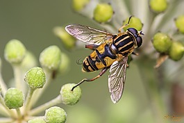 bug,蜜蜂,宏