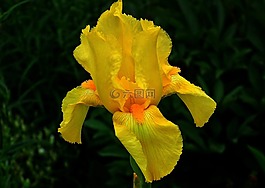 花,虹膜,黄色