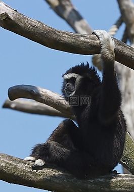 猴子,動(dòng)物園,性質(zhì)