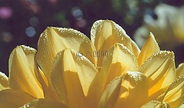 嬌琴紗,黃色,露水