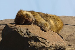 動物園,猴子,睡眠