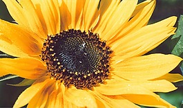 太陽花,黃色,夏季