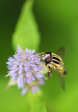 宏,bug,性質(zhì)