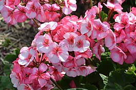 鮮花,粉色,顏色粉色