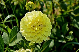 嬌琴紗,大麗花花,花