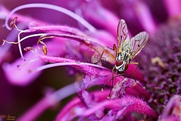 bug,飛,宏