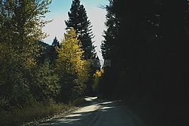 農(nóng)村,路,樹