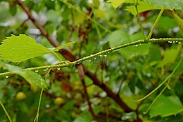 工作表,植物,性質(zhì)