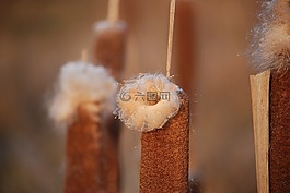香蒲,芦苇,湖