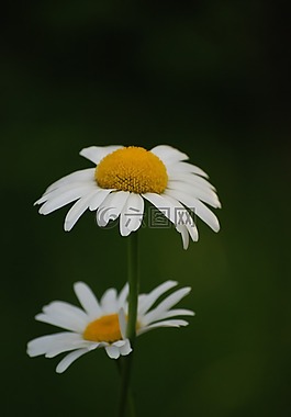 花,花卉,鮮花