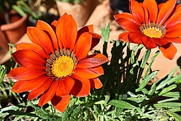 gazania,鮮花,植物