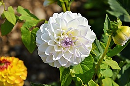 嬌琴紗,大麗花花,花