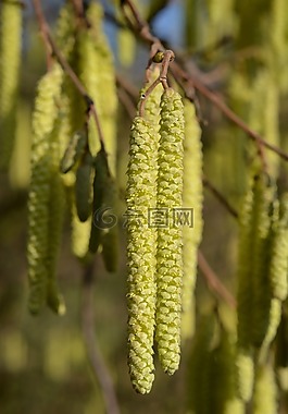 榛,盛開,花粉