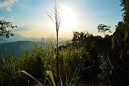 太陽落山,植物,自然