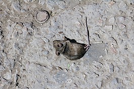 鼠標(biāo),死,死亡