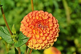 嬌琴紗,大麗花花,花