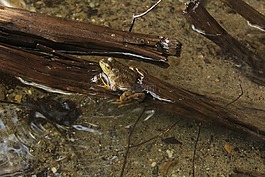 青蛙,湖,水
