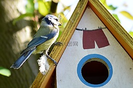 山雀,鳥,小小鳥