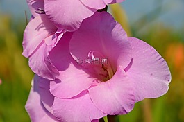 唐菖蒲,gladidus,蝴蝶溫室