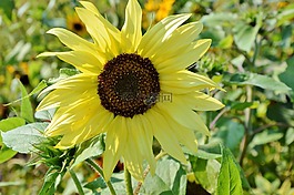 太阳花,花,黄色花