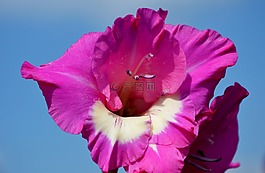 唐菖蒲,gladidus,蝴蝶温室