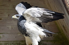阿德勒,鳥,猛禽