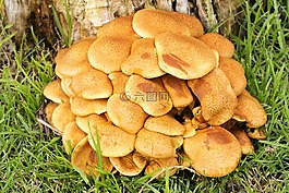 真菌,蘑菇,菌類