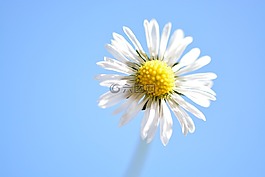 鵝花,黃色,雛菊