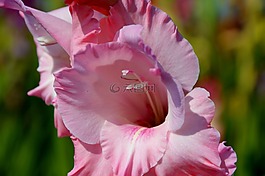 唐菖蒲,gladidus,蝴蝶温室