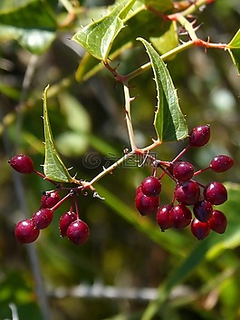 菝葜,漿果,烤串