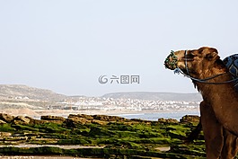駱駝,查看,海灘
