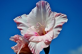 唐菖蒲,gladidus,蝴蝶温室