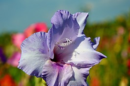 唐菖蒲,gladidus,蝴蝶温室
