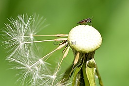 蒲公英,昆蟲,關(guān)閉