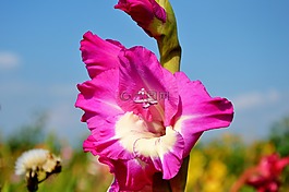 唐菖蒲,gladidus,蝴蝶温室
