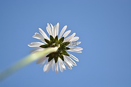 鵝花,關(guān)閉,雛菊