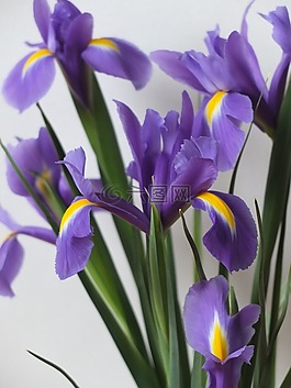 鳶尾花,鮮花,花的