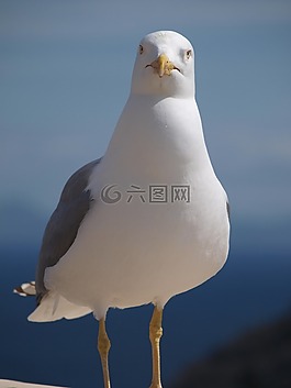 海鷗,鳥,動物