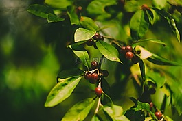 樹(shù),葉子,漿果