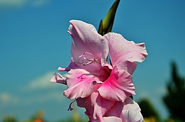 唐菖蒲,gladidus,蝴蝶温室