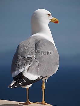 海鷗,鳥,動物