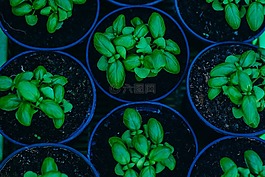 羅勒,植物,綠色