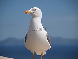 海鷗,鳥,動(dòng)物