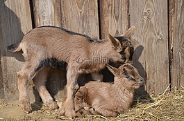 山羊,動物,幼畜