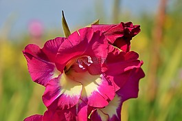 唐菖蒲,gladidus,蝴蝶溫室