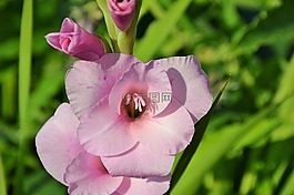 唐菖蒲,gladidus,蝴蝶温室